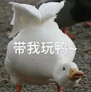 娱乐吃瓜酱鸭鸭视频大全,盘点热门视频大全